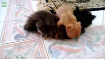 Cutest Teacup Puppies and Kittens Compilation 2015 [ NEW HD ]