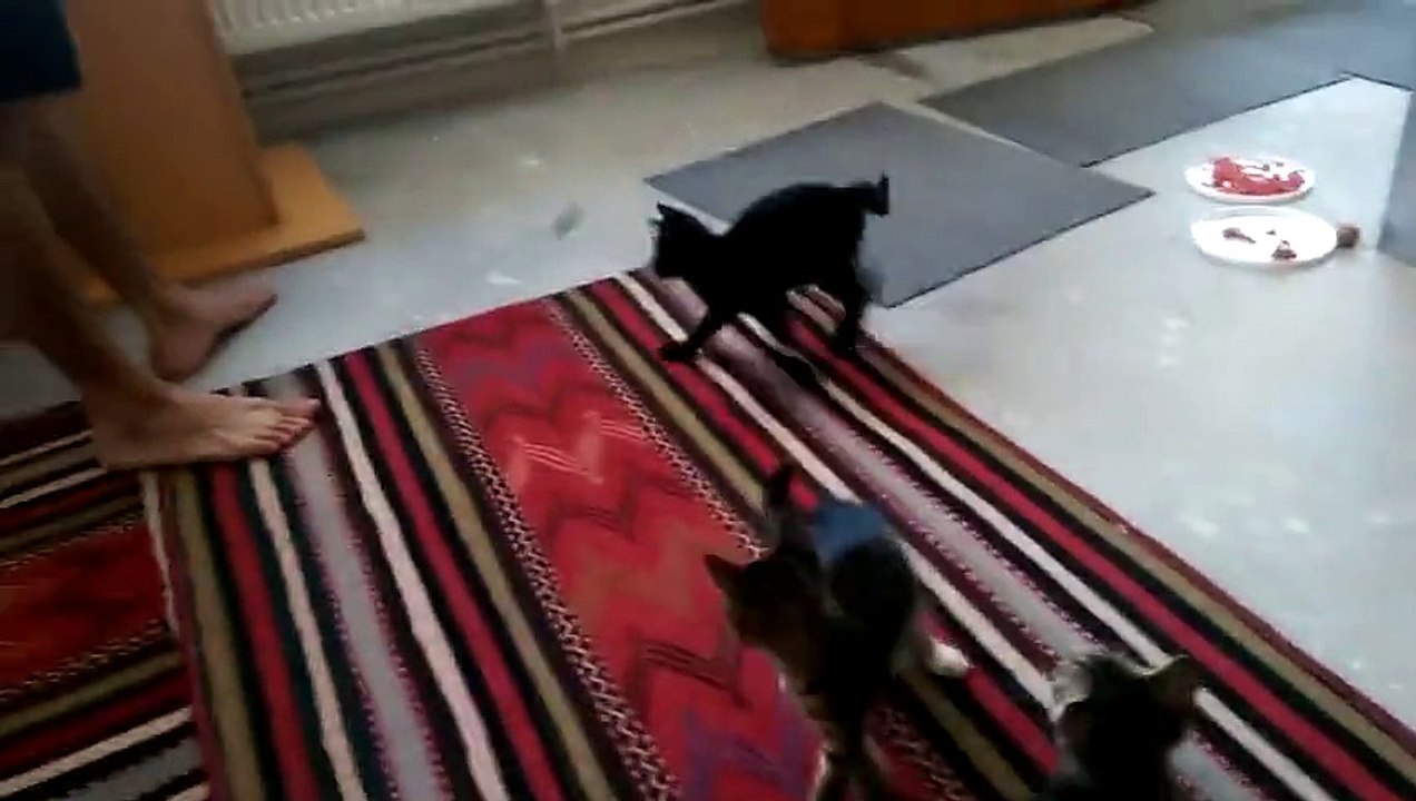 cuteness overload !!! cute cats - cat fails