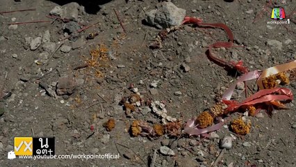 7 วันจองเวร_11 ม.ค. 58 (ตอนที่ 2 ศพ - เซ่น -