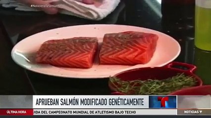 En EE UU aprobaron el primer salmón modificado genéticamente para el consumo humano