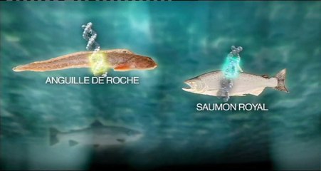 les États-Unis autorise la consommation de saumon transgénique