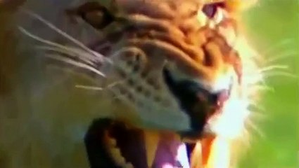 Watch Lions Documentary: The Lion, the Supreme Power Lions vs Buffalo Special Animal Plane