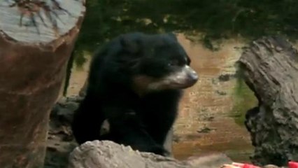 SP: Zoológico de Sorocaba cria filhote de urso-de-óculos