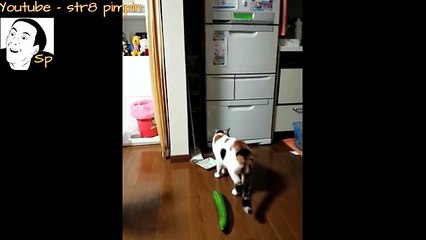 Cats scared by cucumbers