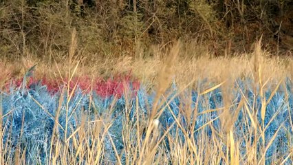 [ESPAÑOL][INSIDE BG] Ep.04 Les compraré una comida deliciosa, algo caro