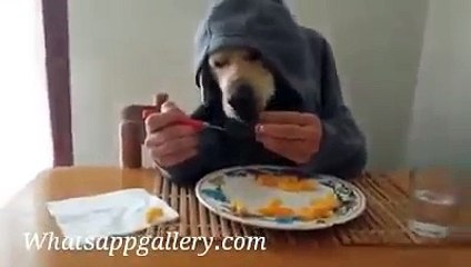 whatsapp latest funny videos weired dog with human hand having breakfast-u-L6wEIsuJI
