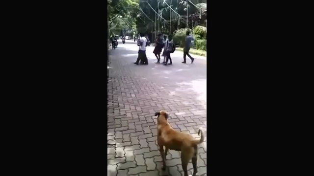 whatsapp funny bike stunt fails in front of dog _ whatsapp funny videos 2016 2015 #whatsapp-j8xqTgjl_io