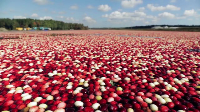 How Does It Grow Cranberries