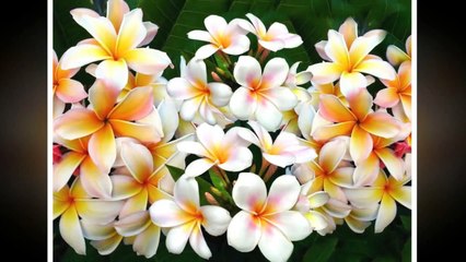 Pure beauty and sweetness of porcelain flowers