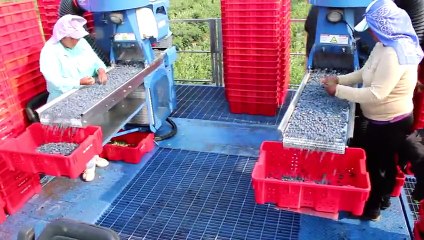 Oxbo Raspberry & Blueberry Harvesters