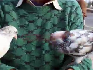 amaizing pegions with man