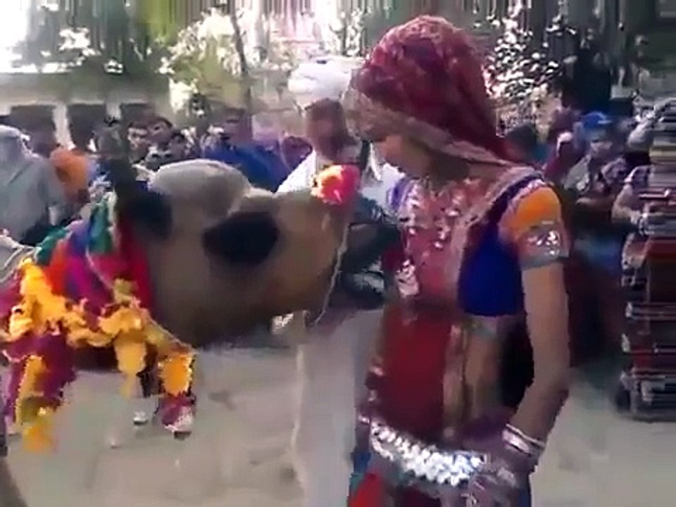 camel is drinking milk fron a girl
