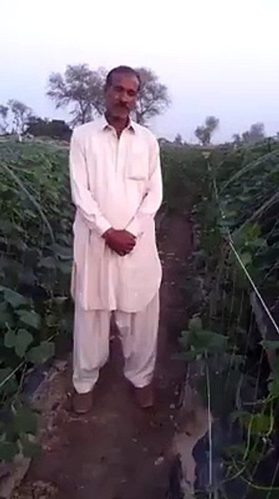 Tunnel Farming in Pakistan vegetables off season cultivation