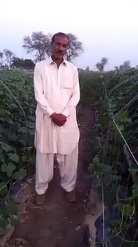 Tunnel Farming in Pakistan vegetables off season cultivation