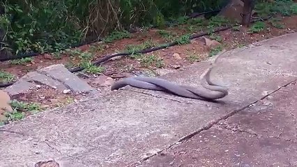 Black Mamba Battle Deadliest Venomous Snakes Spar