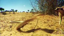 Cobra Battles Clan of Meerkats