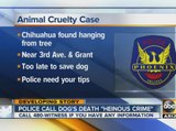 Phoenix police find Chihuahua hanging from tree by chain