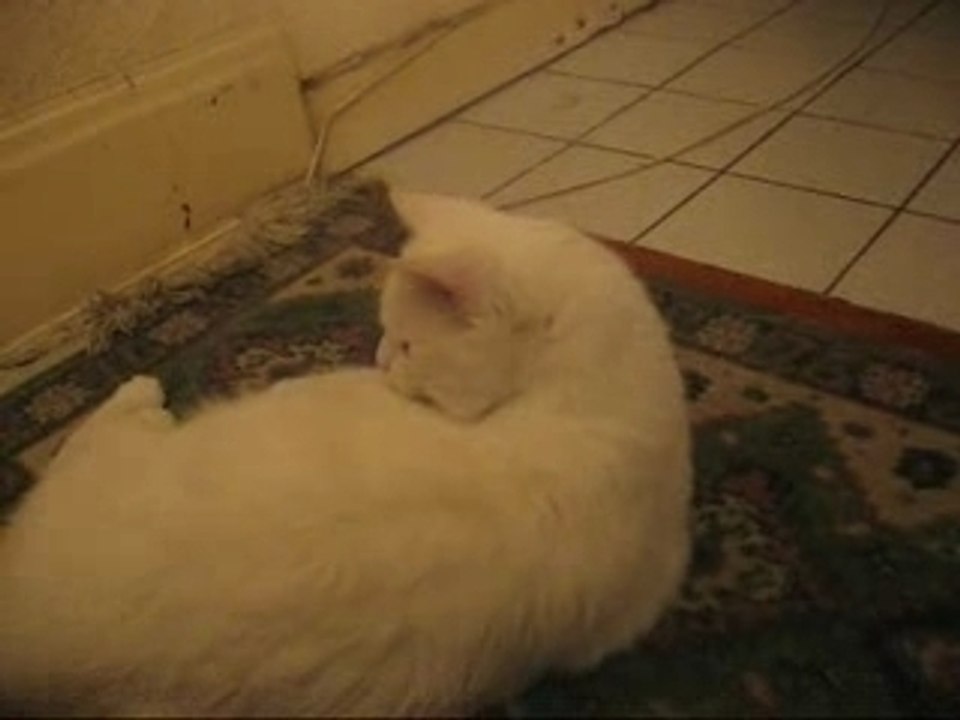 Zeus mon chat