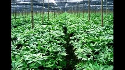 Hoa tam thất và tác dụng chữa mất ngủ hiệu quả