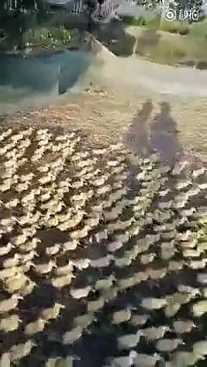 Have you EVER seen 5,000 Ducklings rush to a pond for a Swim for the very first time