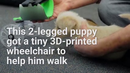 pup was born without front legs