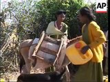 Donkeys in Ethiopia Part 73
