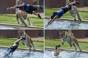 Il joue dans sa piscine avec un tigre !
