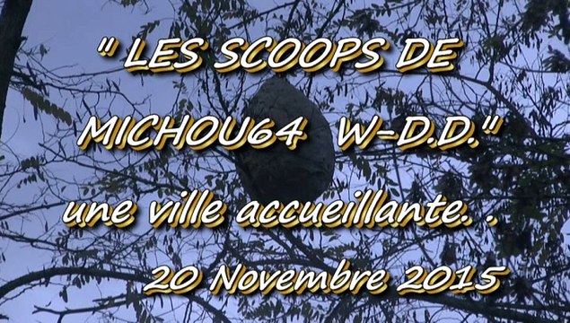 LES SCOOPS DE MICHOU W-D.D. - 20 NOVEMBRE 2015 - BIZANOS VILLE D'ACCUEIL POUR LES FRELONS ASIATIQUE.