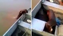 Samur Tekneye Çıkarak Balık Çaldı
