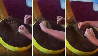 Küçük Köpek Sahibiyle Boks Yaptı