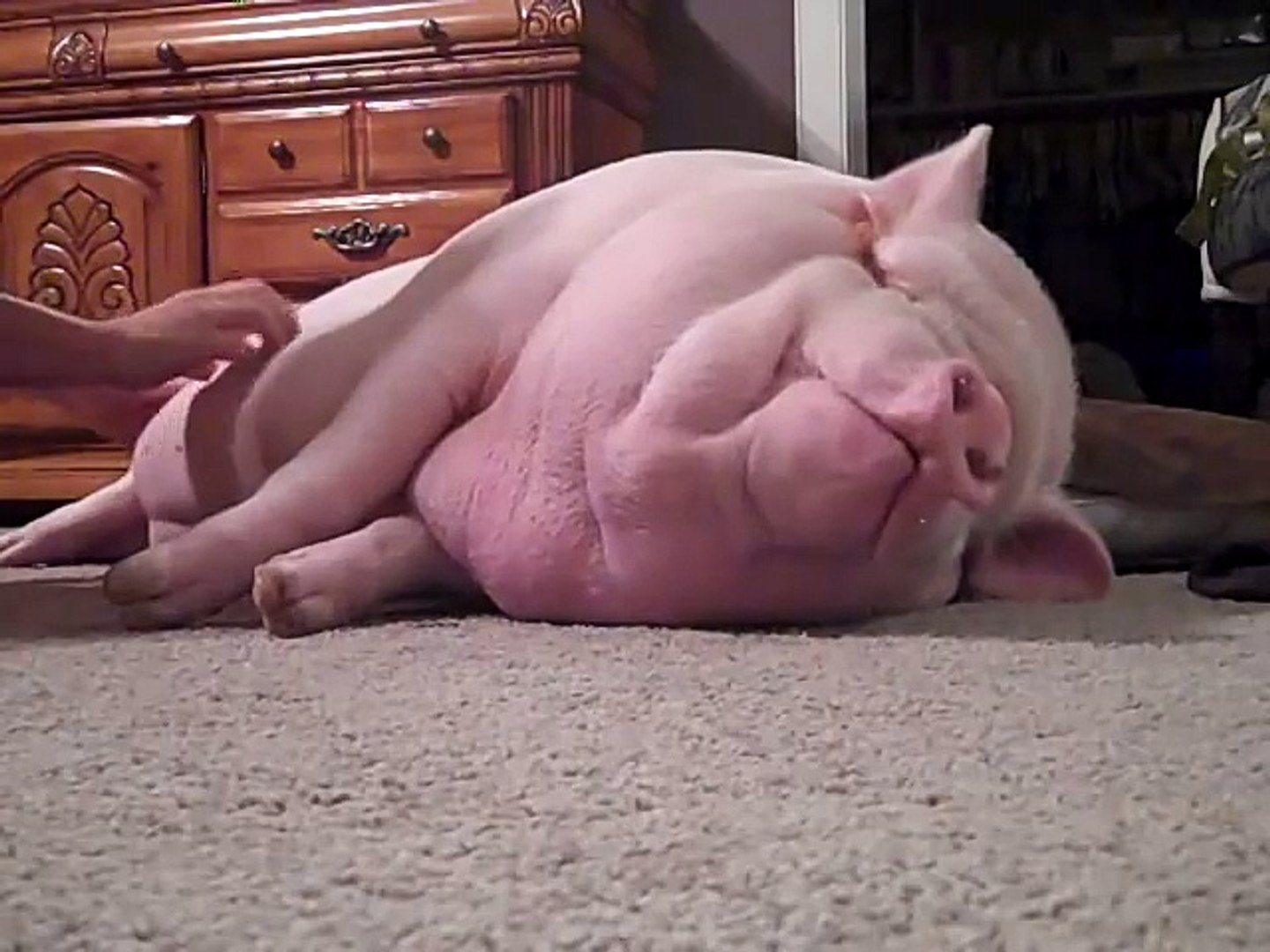 Une Fillette S Amuse A Reveiller Un Gros Cochon Trop Mignon Video Dailymotion