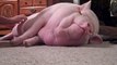 Une fillette s'amuse à réveiller un gros cochon... Trop mignon