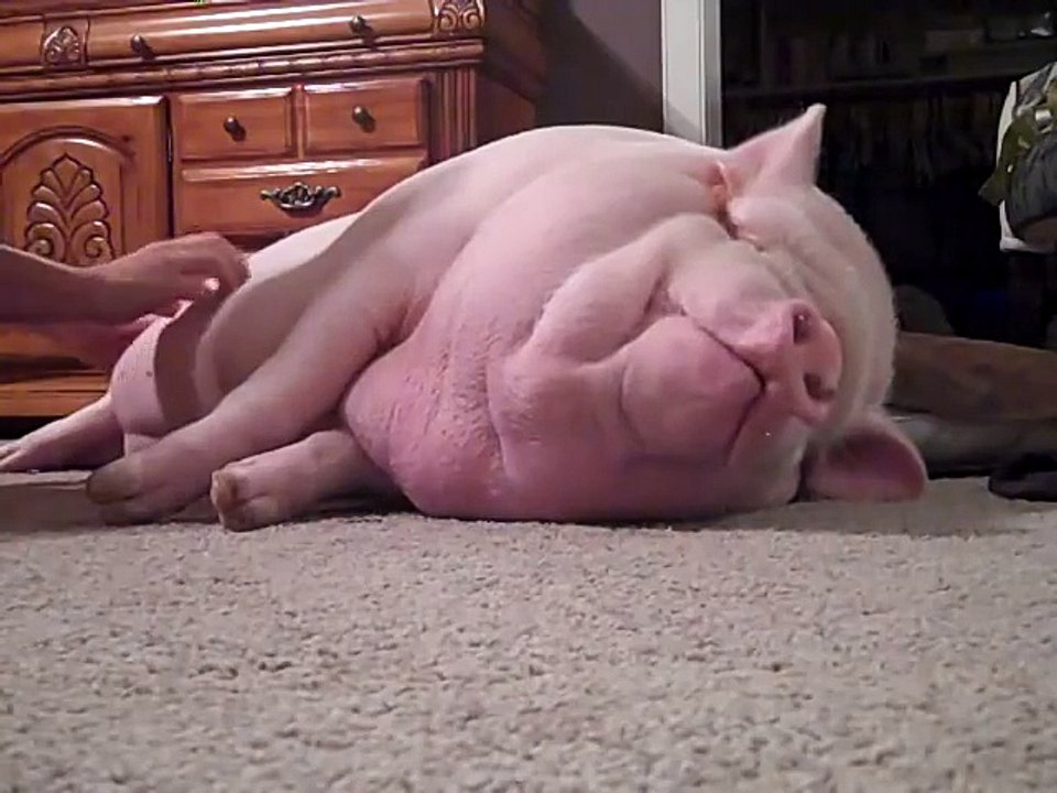 Une fillette s'amuse à réveiller un gros cochon... Trop mignon