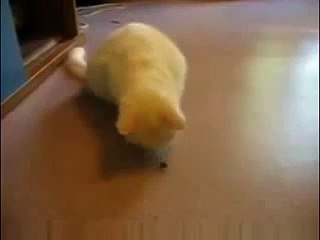 Кот и муха результат поражает