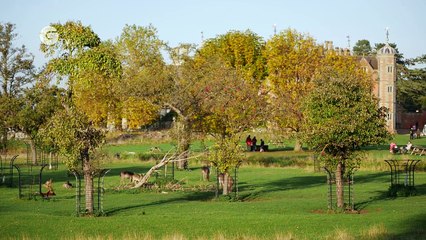 National Trust Wildlife: In The Rut