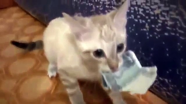 Кот очень любит деньги