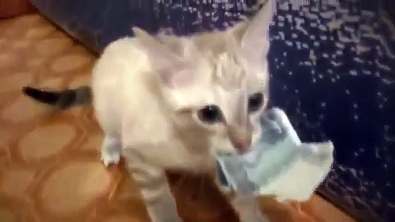Кот очень любит деньги