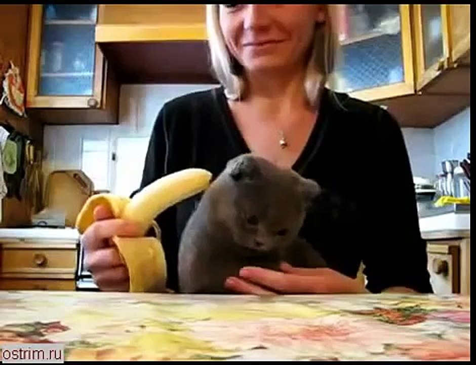 кошка очень любит есть бананы
