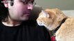 Cats Love Their Human Owners Compilation 2014 [NEW]