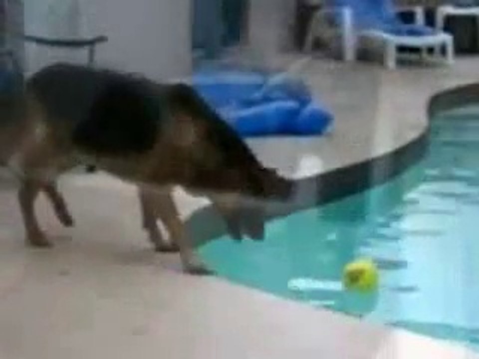 Funny and crazy animals
