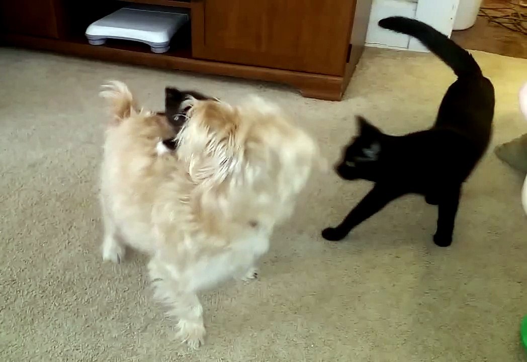 Cute kitten hanging on the dog