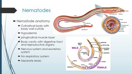 MBC Online Vet Tech Review 3.2 - Parasitology II