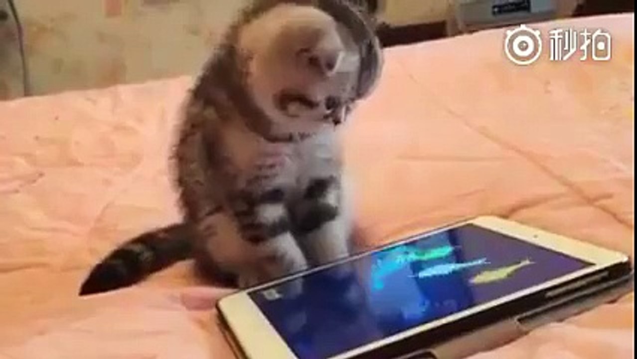Cat with smart phone