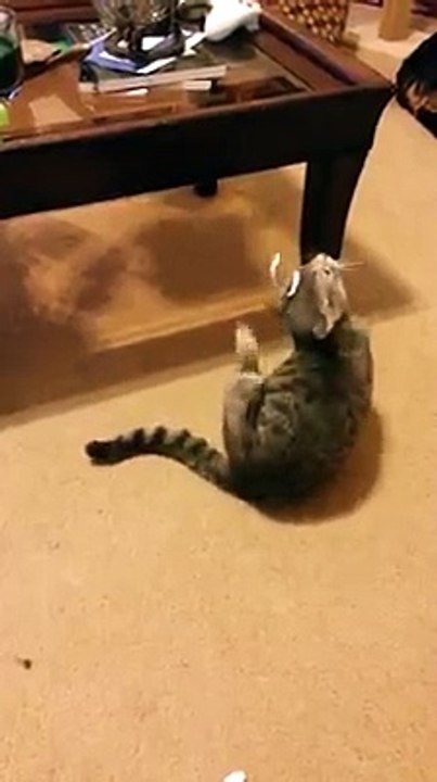 kedi
