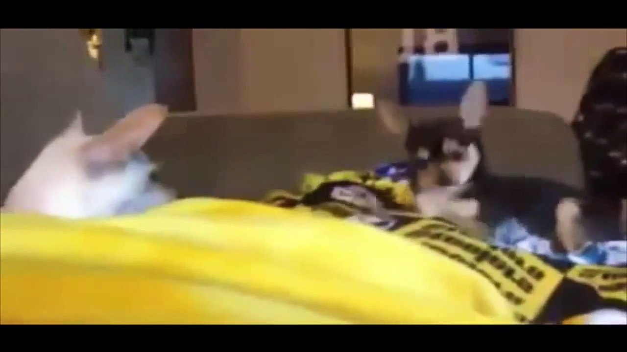 Cười vỡ bụng vì chó và mèo Yume TTNV Hót clip vui hay hài hước 2014