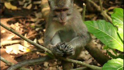 Не зевай. Смешные животные зевают