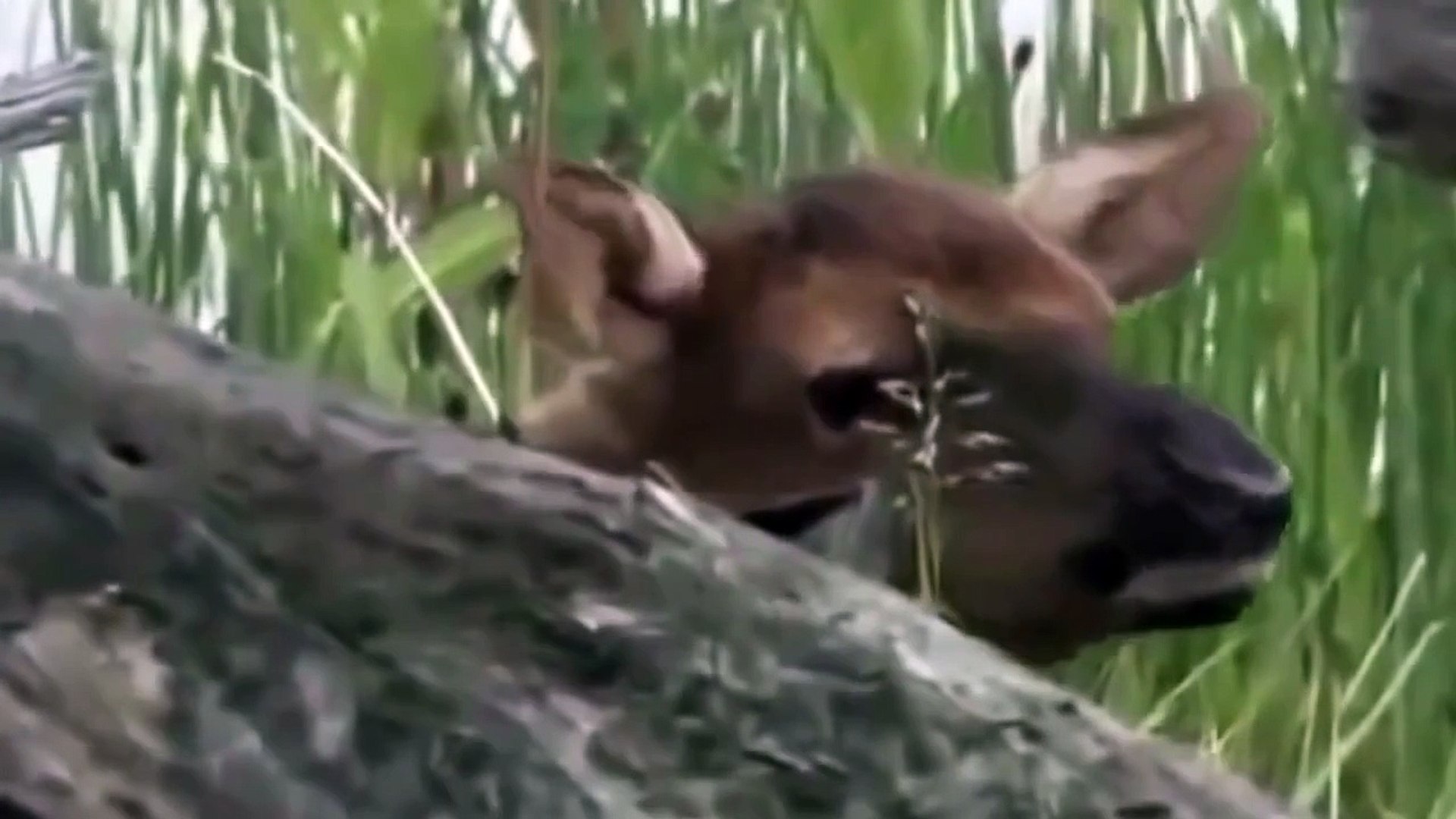 ⁣Animal Planet 2015 | Tiger - Discovery Channel, Wildlife Animals Documentary 720 HD