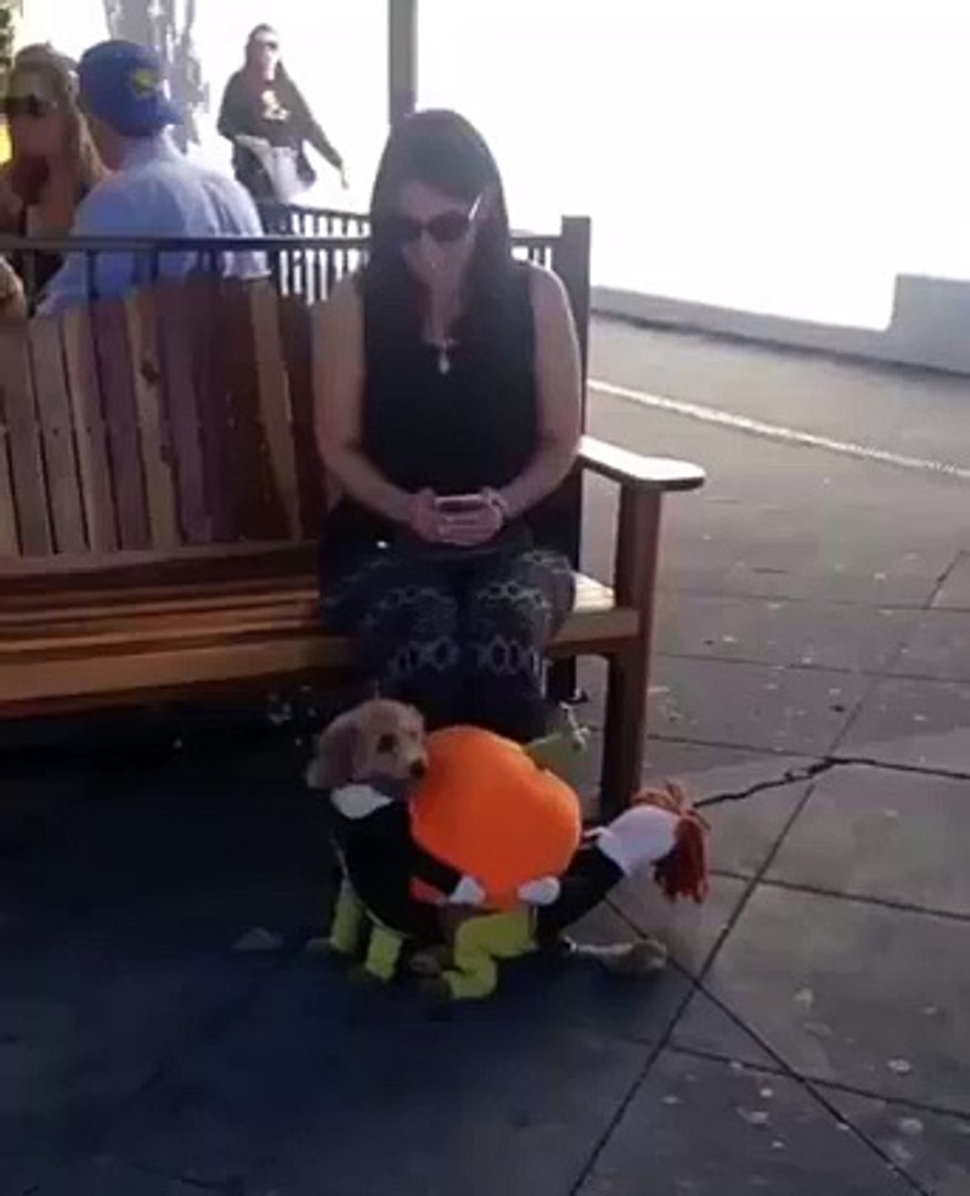 look at this Creativity -- Amazing Dog :D