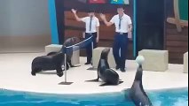 Sea Lions Playing Volleyball | AMAZING