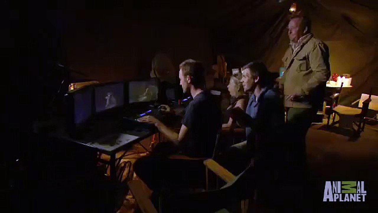 Hyena Sticks Head In Elephant's rear end - Eating Giants Elephant-1